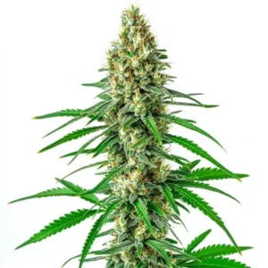 Sour Cookies