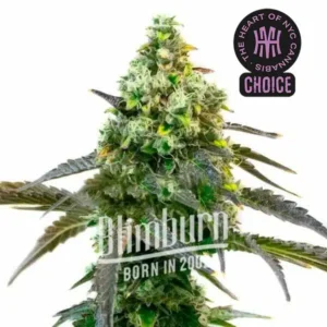 Godfather OG Auto HMC Edition