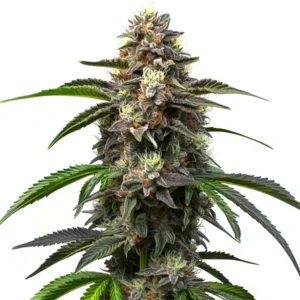 Godfather OG Auto