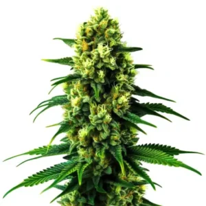Gold Leaf Auto