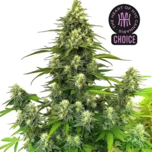 GG4 Autoflower HMC Edition