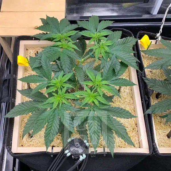 GG4 HMC Edition - Image 4