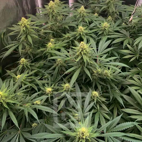 GG4 HMC Edition - Image 7