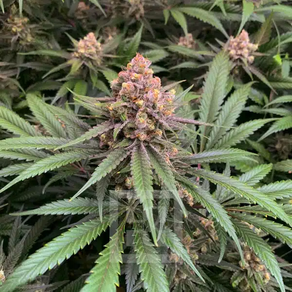GG4 HMC Edition - Image 11