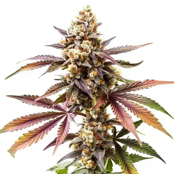 GG4 x Z OG