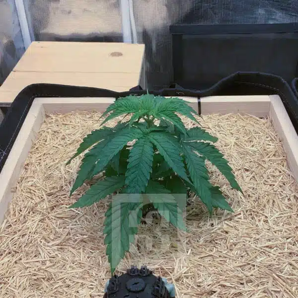 GG4 HMC Edition - Image 3