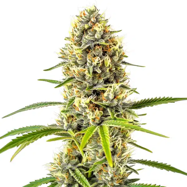 GG x Grapefruit Regular