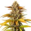 Gorilla Lemon Fire