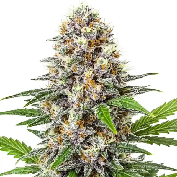 Gorilla Punch Auto