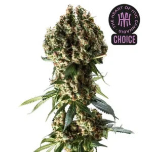 Granddaddy Purple HMC Edition