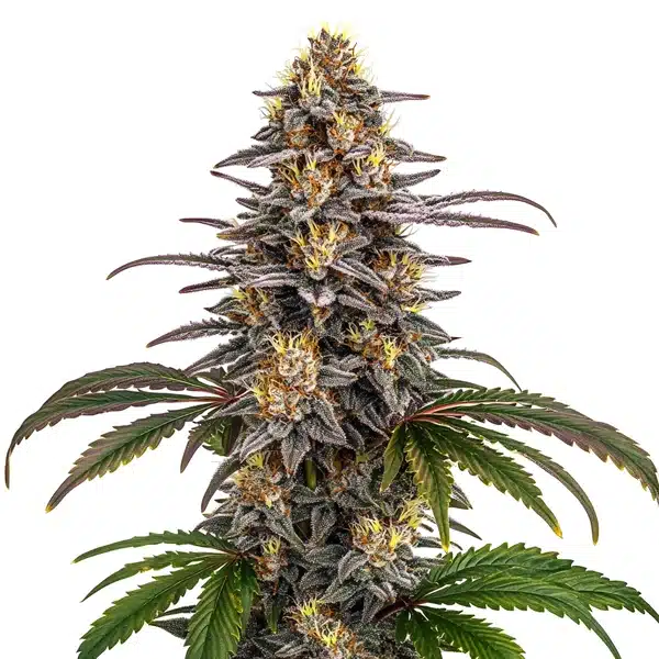 Grape Gas Cannabis Extraction