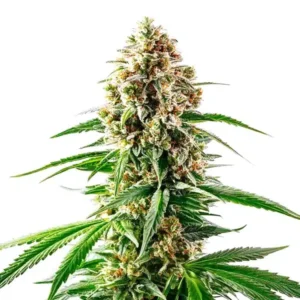 Grape Killer 99