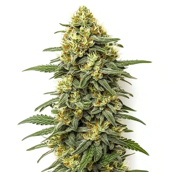 Grapefruit Regular