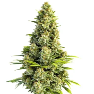 Great White Shark Autoflower