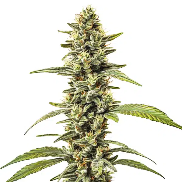Great White Shark Regular