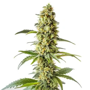 Green Crack x Core