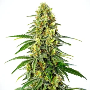 Green Crack x Super Silver Haze