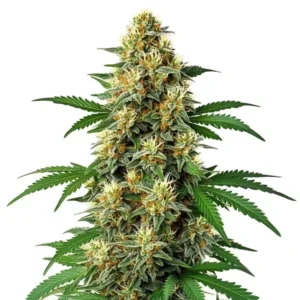 Green Poison Auto F1