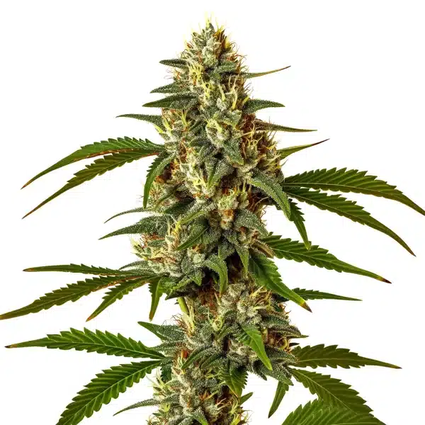 Green Poison