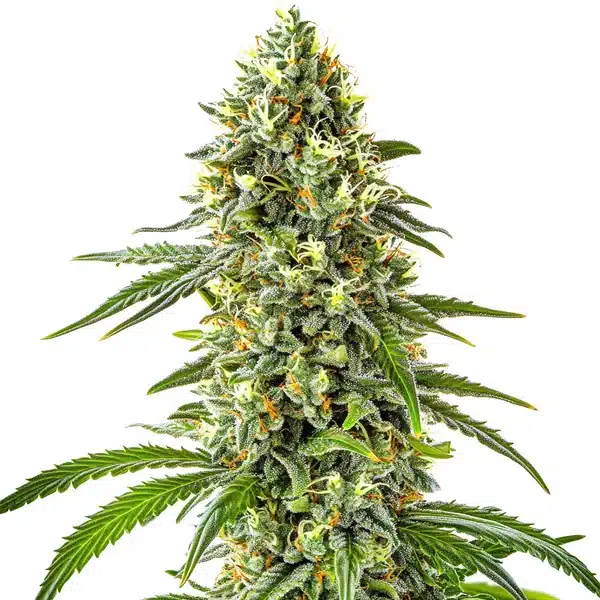 Guanabana