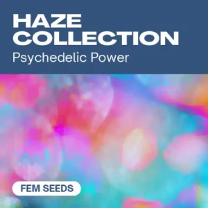 Haze Collection