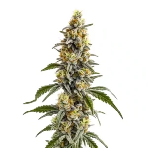 Harlequin x Bubba Kush Regular