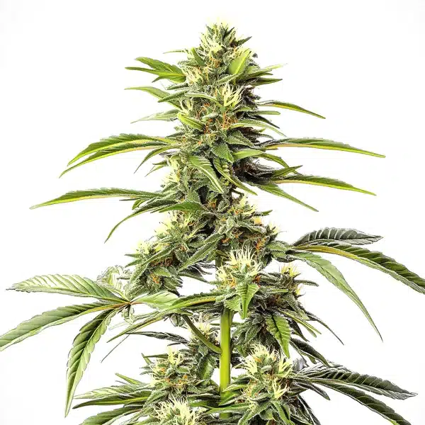 Hash Passion Regular
