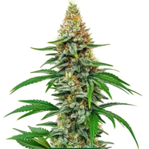 Hawaiian Snow