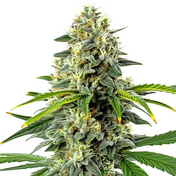 Haze Autoflower