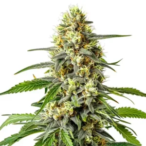 Haze XL Auto