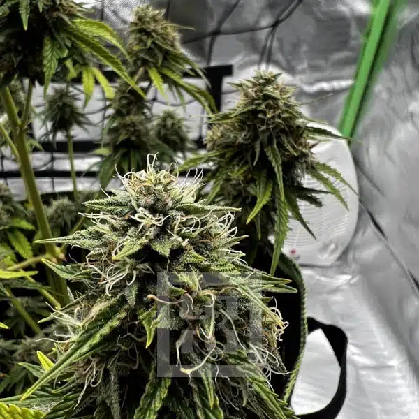 Bubba Kush Autoflower - Image 12