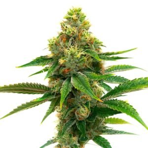 Honey Banana Cannabis Extraction