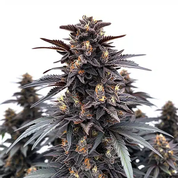Indigo Sapphire