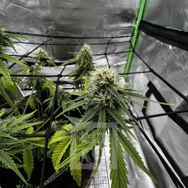 Bubba Kush Autoflower - Image 9
