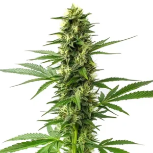 Jack Herer Regular