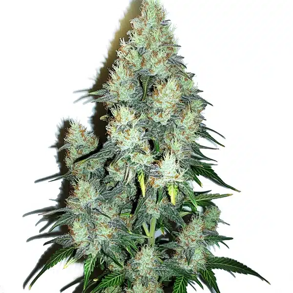 Jack Herer x Cinderella 99 Auto