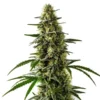 Jack Herer x Skunk