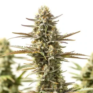 Jealousy Cannabis Extraction