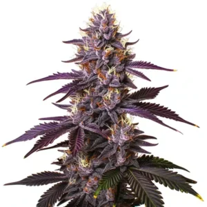 Kushberry