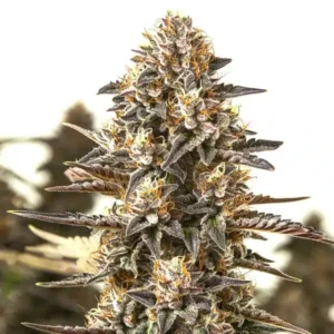 L.A. Confidential x Afghan Kush