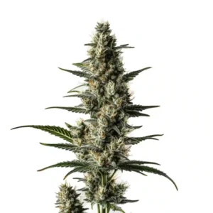 Lemon Auto