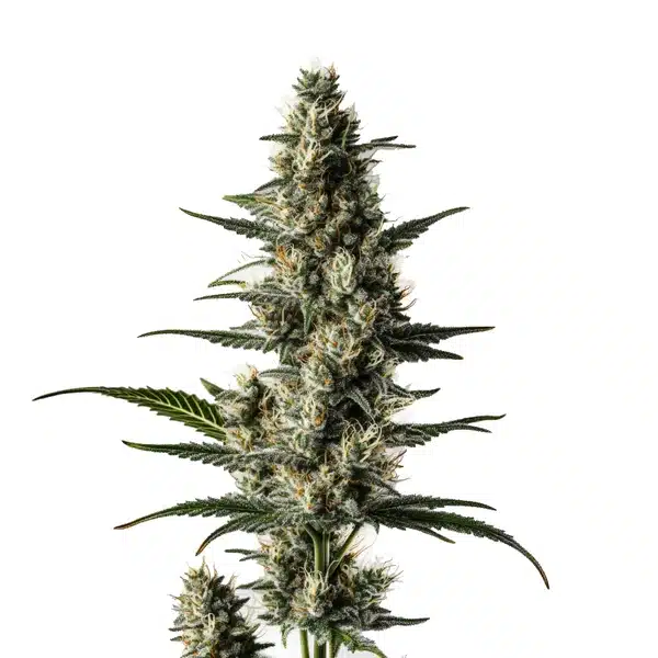 Lemon Auto