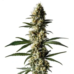 Lemon Diesel