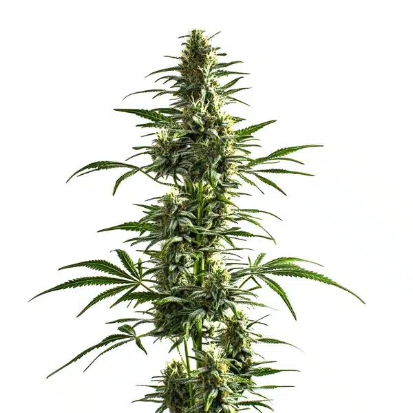 Lemon Haze Diesel