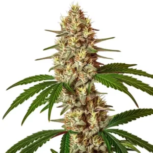 Lemon Jack Autoflower