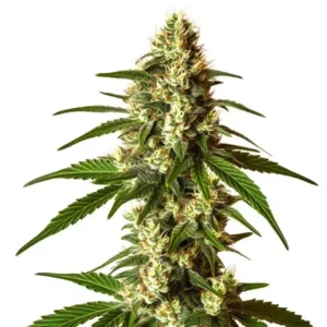 Lemon Kush