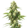 Lemon Kush F1