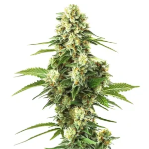Lemon Kush F1