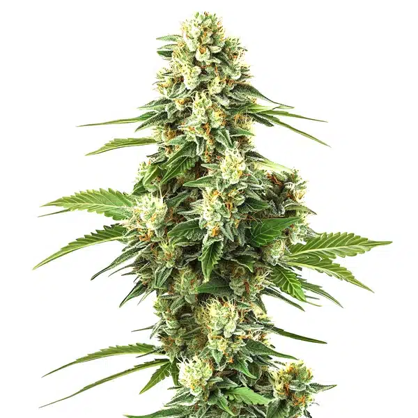 Lemon Kush F1