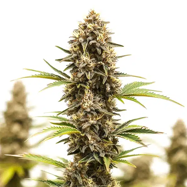 Lemon Star
